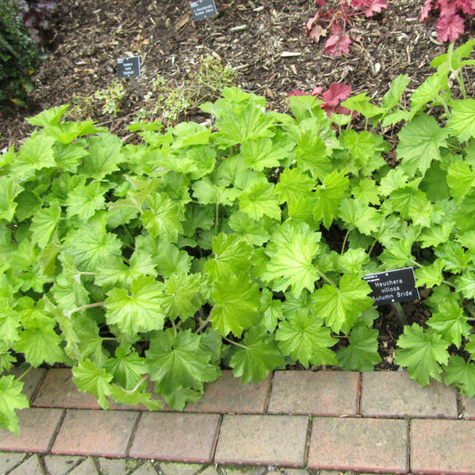 Heuchera villosa - Autumn Bride Coral Bells