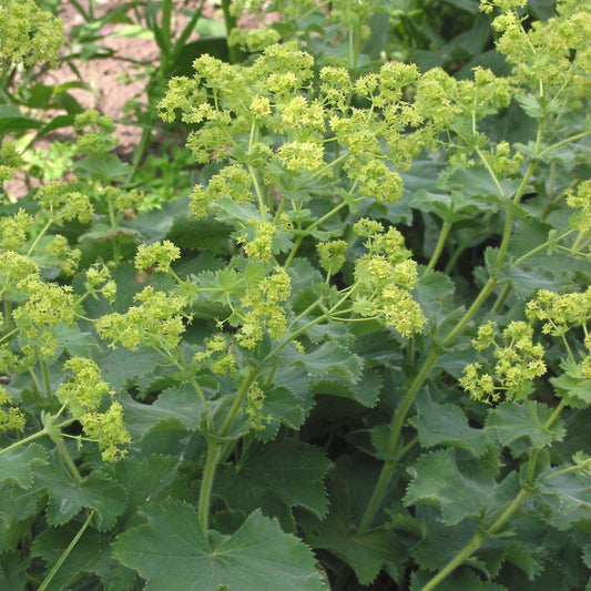 Alchemilla mollis - Lady's Mantle