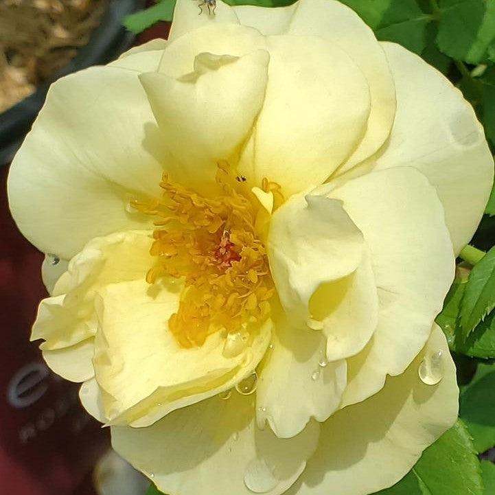 Rosa - Easy Elegance® High Voltage Rose