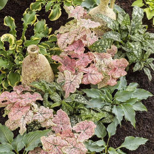 Hosta - PW® Shadowland® 'Waterslide' Hosta