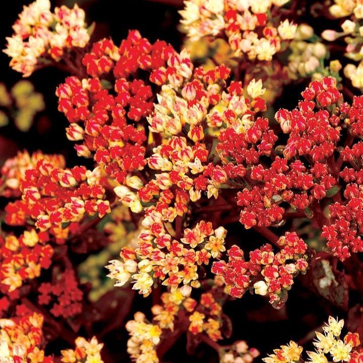 Sedum telephium - Peach Pearls Sedum