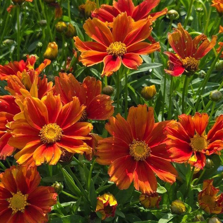 Coreopsis x - Lil' Bang™ Darling Clementine Tickseed