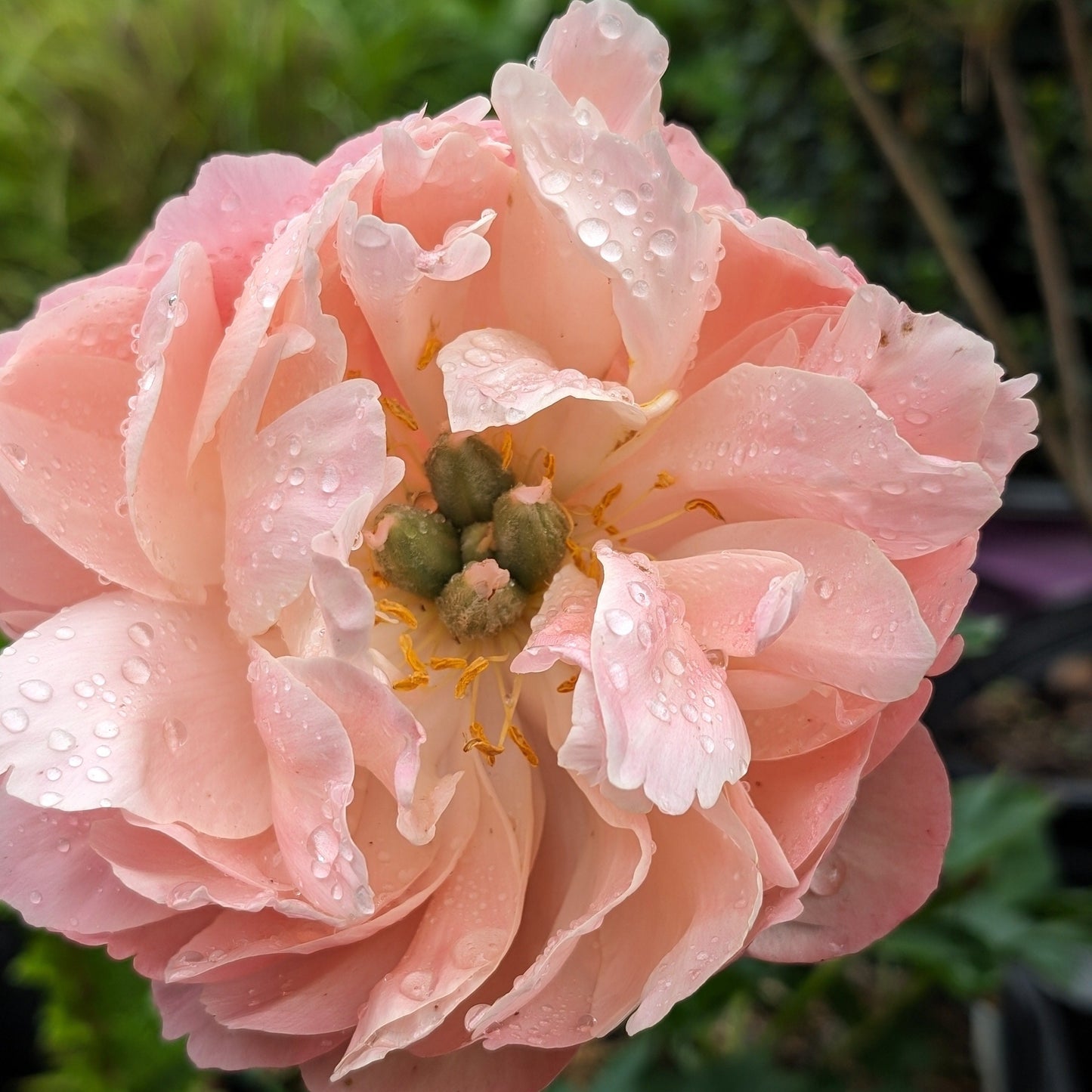 Paeonia - Emile Debatene Peony