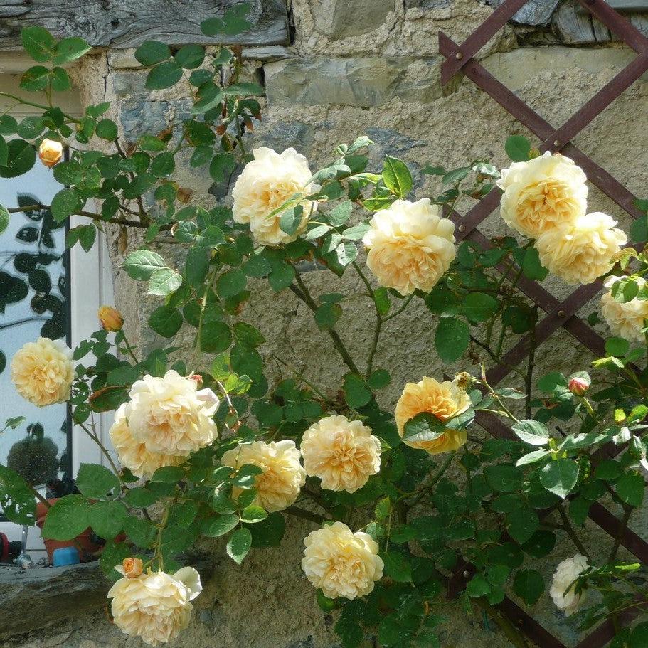 Rosa - Teasing Georgia® Rose