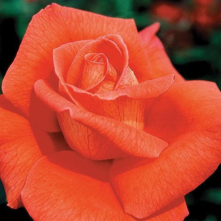 Rosa 'Aromiclea' - Voodoo Rose