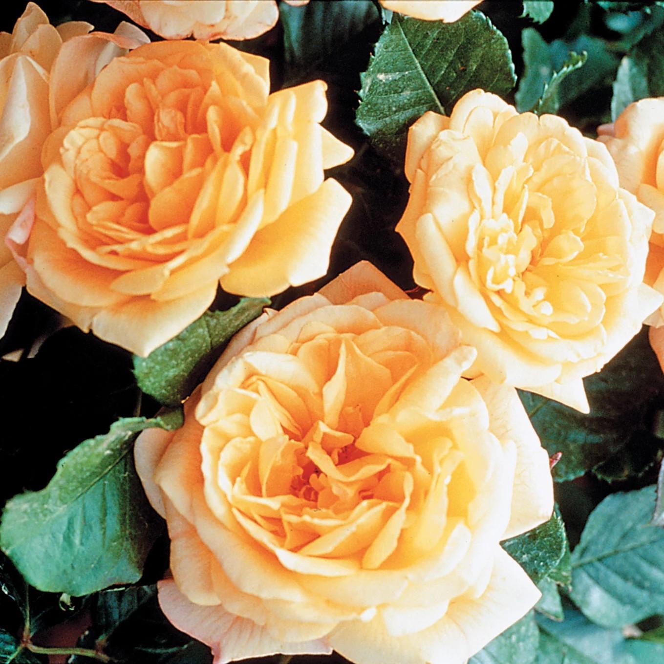 Rosa - Garden Sun™ Climbing Rose