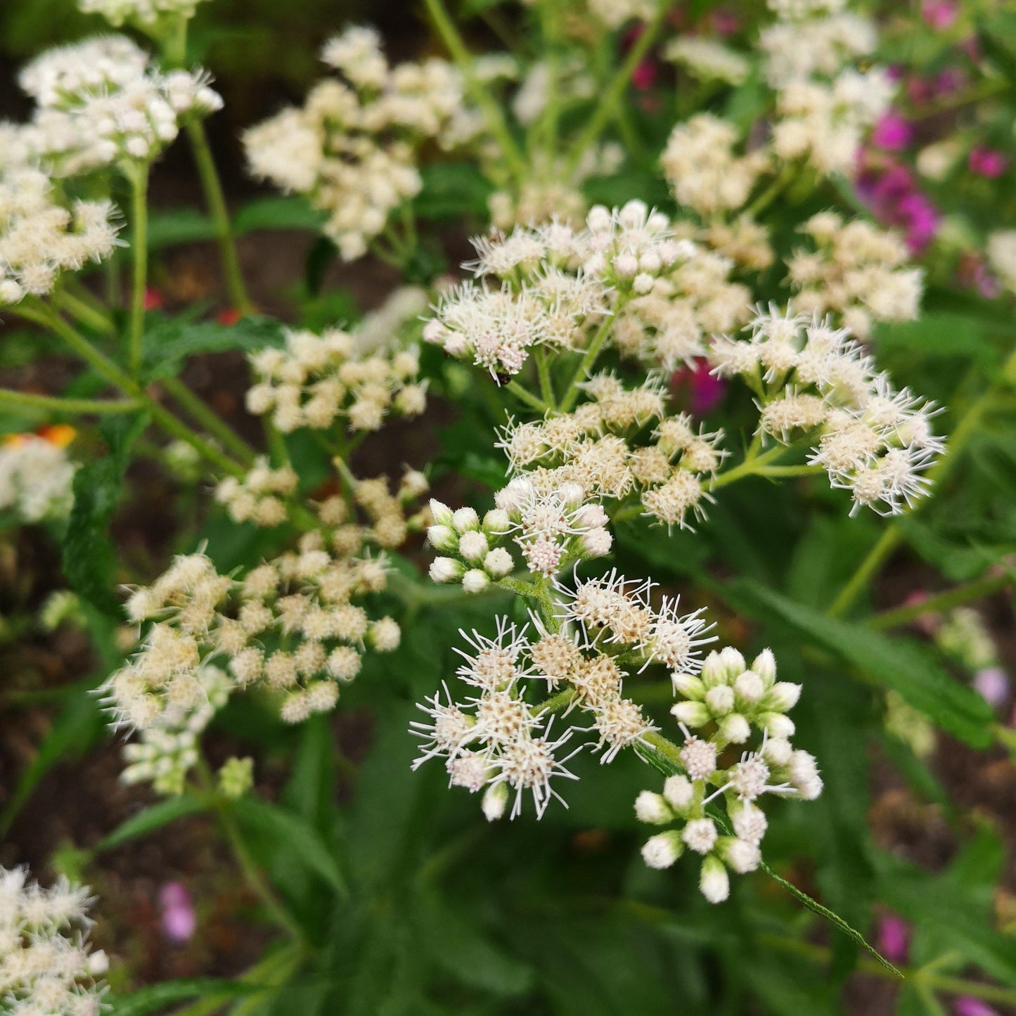 Eupatorium perfoliatum - American Boneset