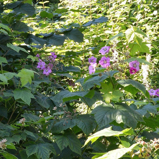 Rubus odoratus - Flowering Raspberry