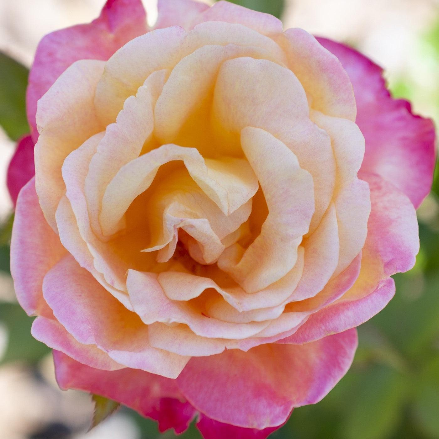 Rosa - Enchanted Peace™ Rose