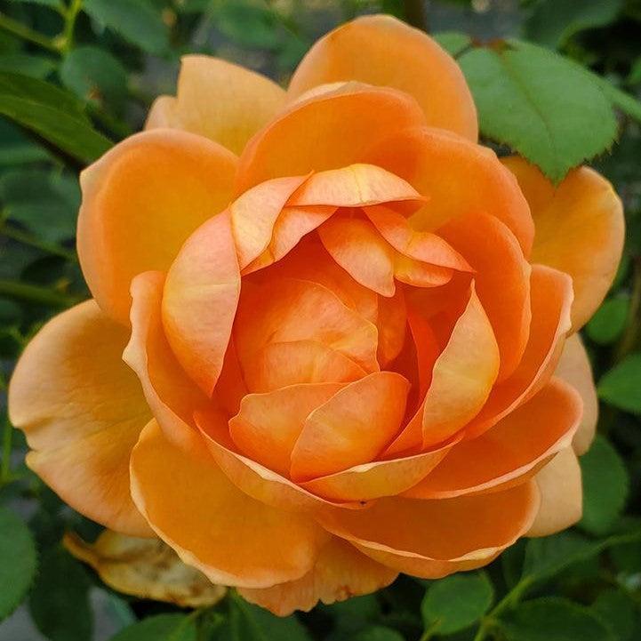 Rosa - Lady of Shalott Rose