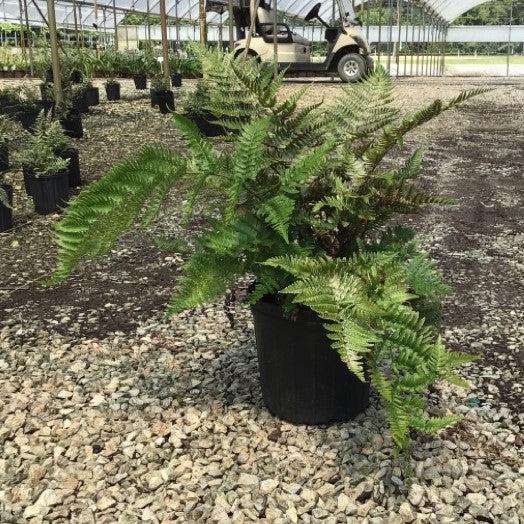 Dryopteris erythrosora - Brilliance Autumn Fern