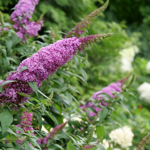 Buddleia davidii - Pugster Pinker® Dwarf Butterfly Bush
