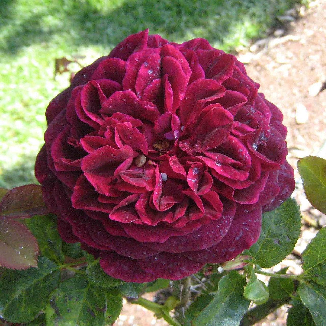 Rosa - Munstead Wood Rose