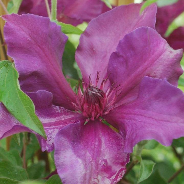 Clematis - Fleur™ Clematis