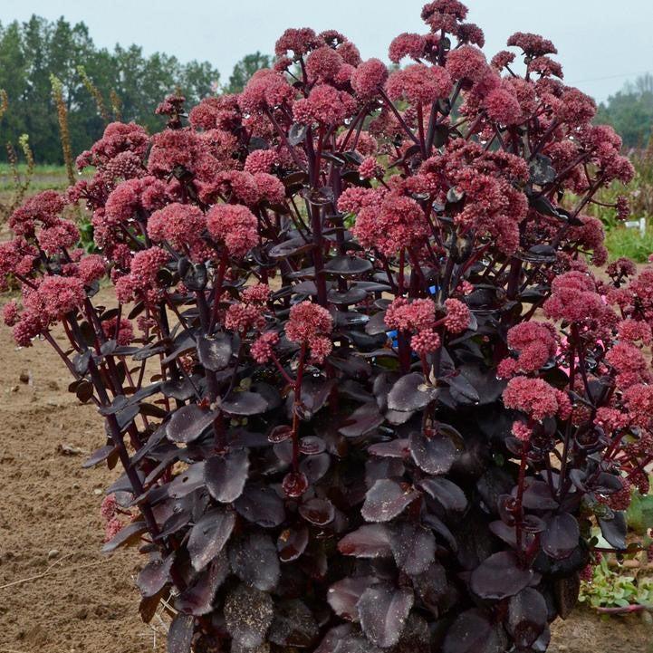 Sedum - Night Embers Stonecrop