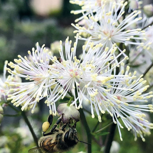Thalictrum - Nimbus™ White Meadow-Rue
