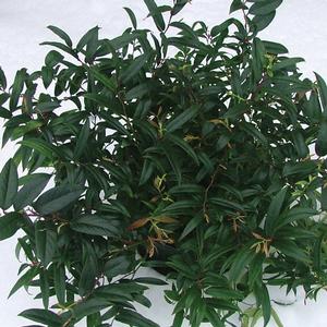 Leucothoe axillaris 'Squzam' - Squirt™ Leucothoe