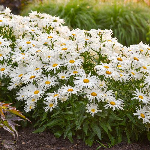 Perennials