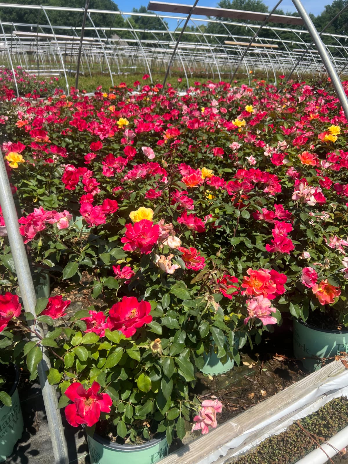 Roses
