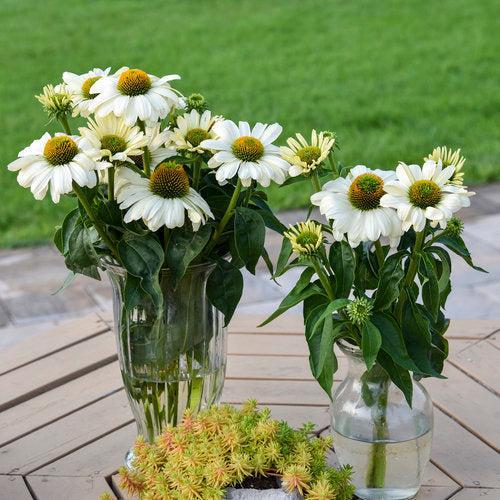 Echinacea - PW® Color Coded® The Price is White Echinacea