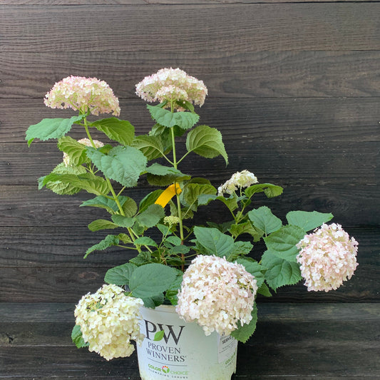 Hydrangea arborescens - Invincibelle® Wee White Smooth Hydrangea