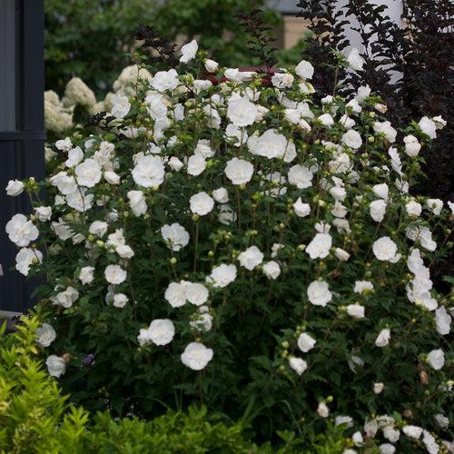 Hibiscus syriacus  - White Chiffon® Rose of Sharon