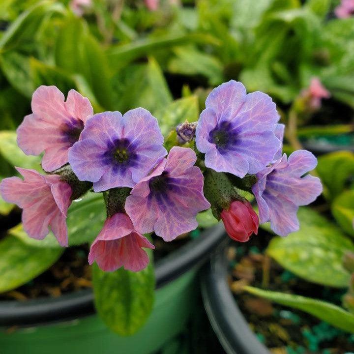 Pulmonaria - Pretty in Pink Lungwort