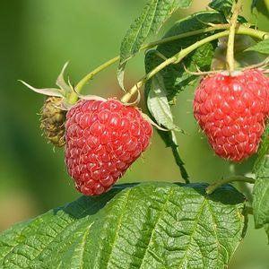 Rubus idaeus - Polana Raspberry