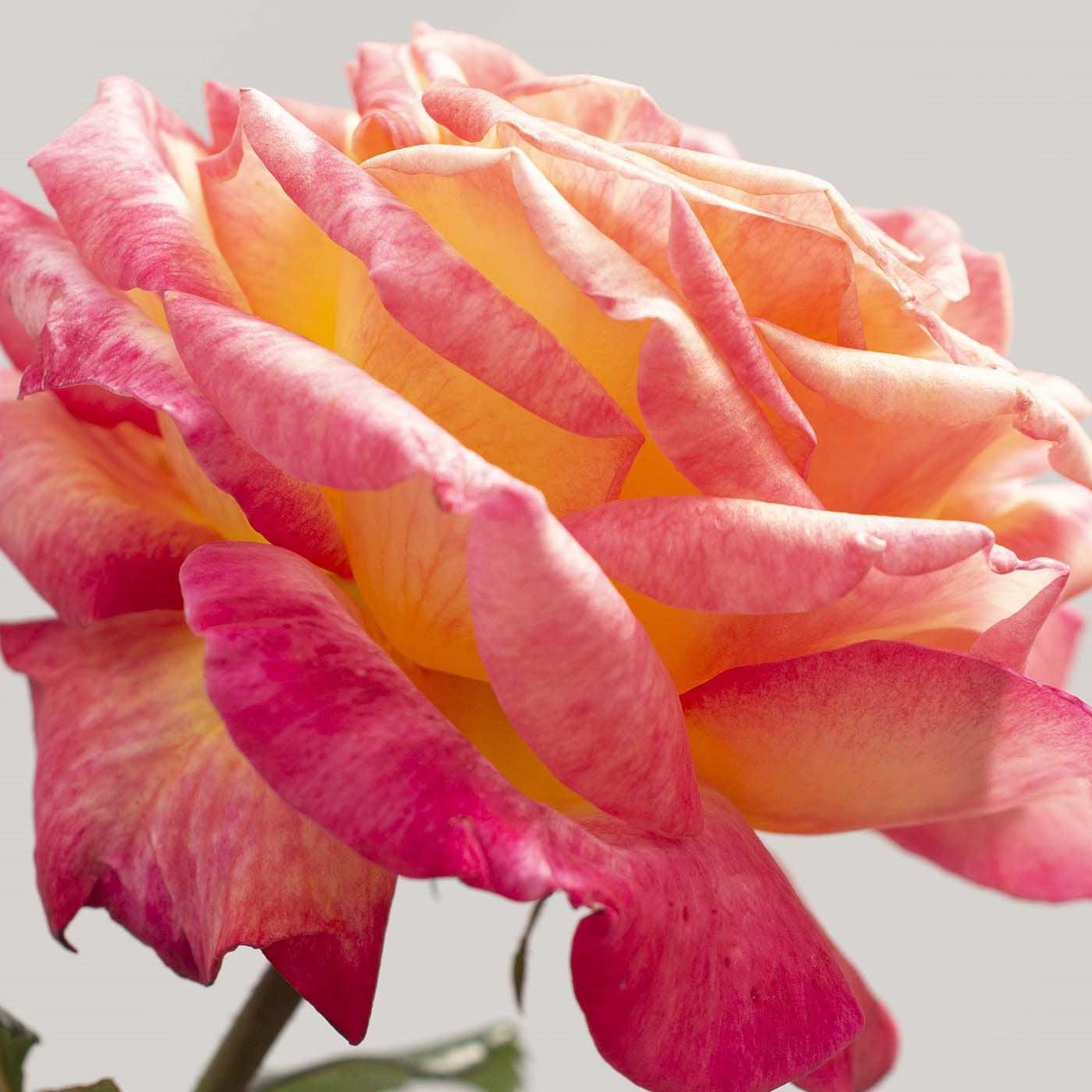 Rosa - Enchanted Peace™ Rose
