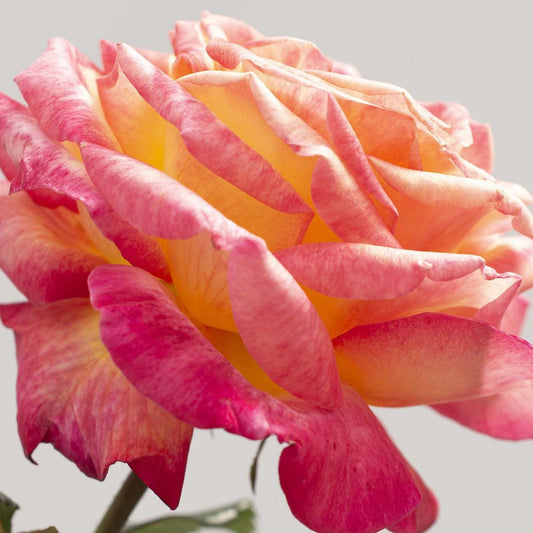 Rosa - Enchanted Peace™ Rose