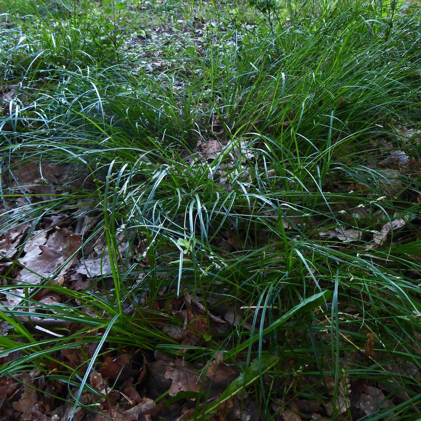 Carex divulsa  - Grassland Sedge