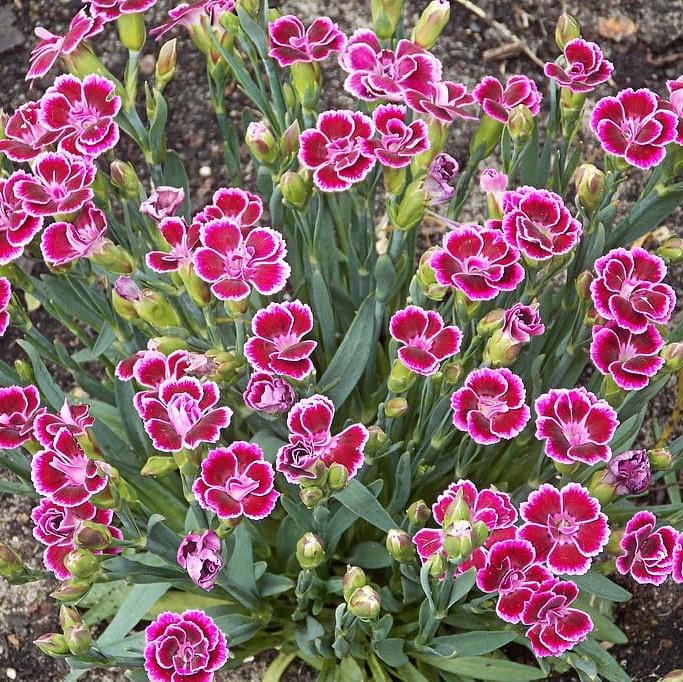 Dianthus x - EverLast™ Burgundy Blush Dianthus