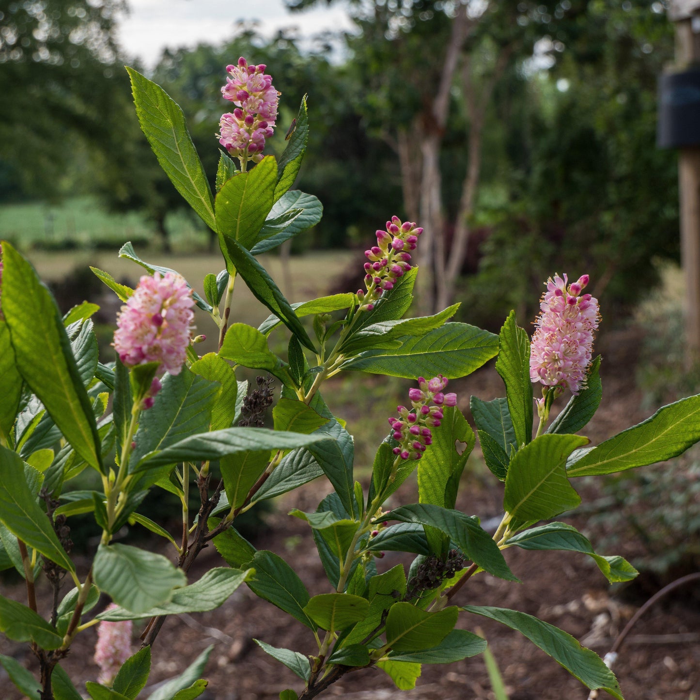 Clethra alnifolia - Ruby Spice Summersweet