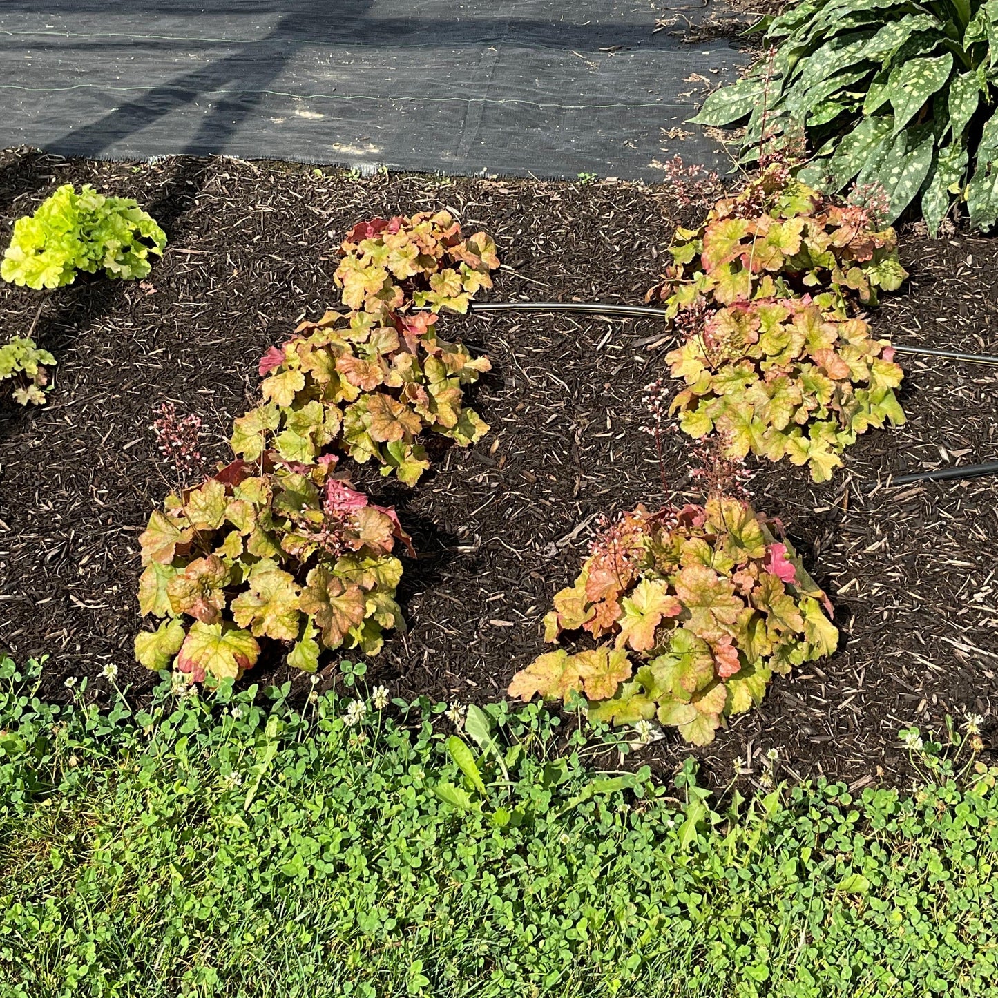 Heuchera - Dolce® Toffee Tart Heuchera