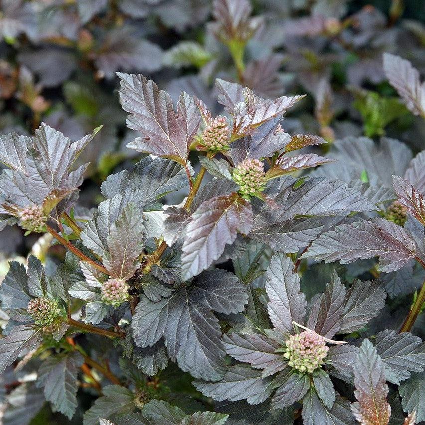 Physocarpus opulifolius - Diablo® Ninebark