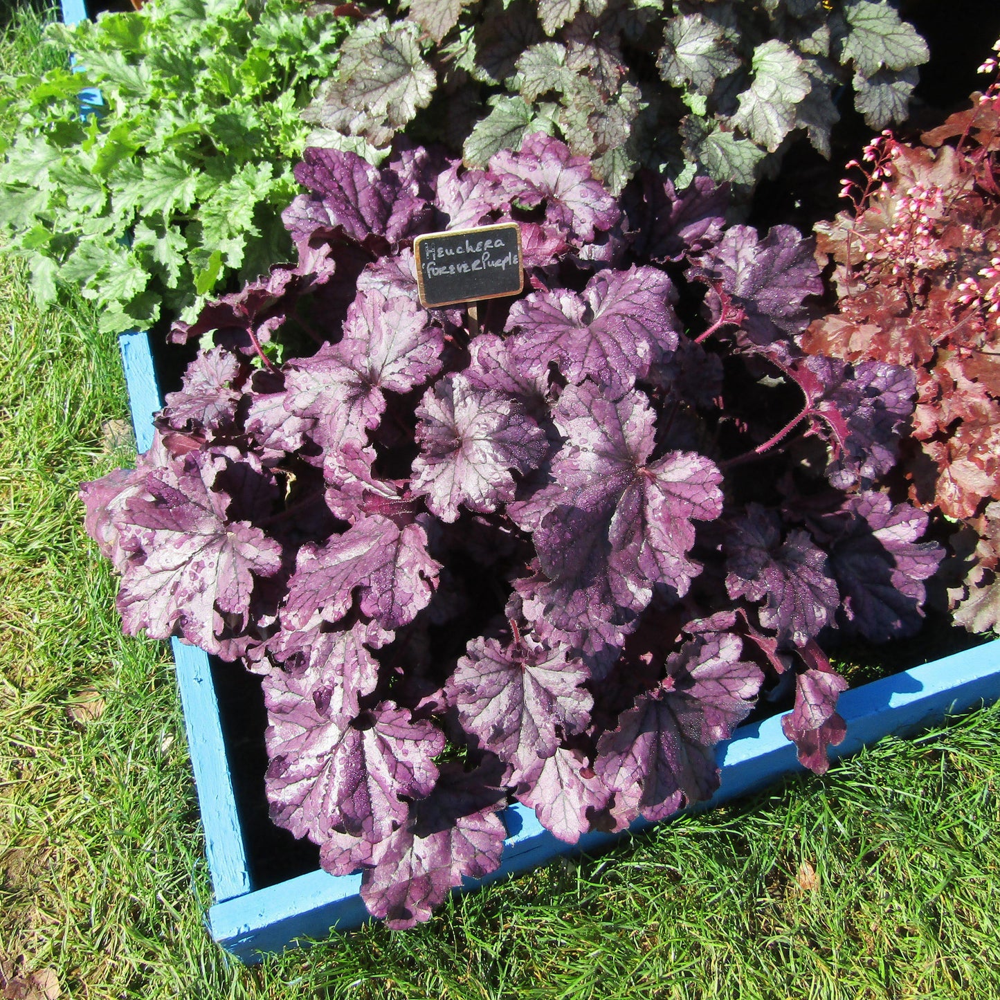 Heuchera x - Forever® Purple Coral Bells