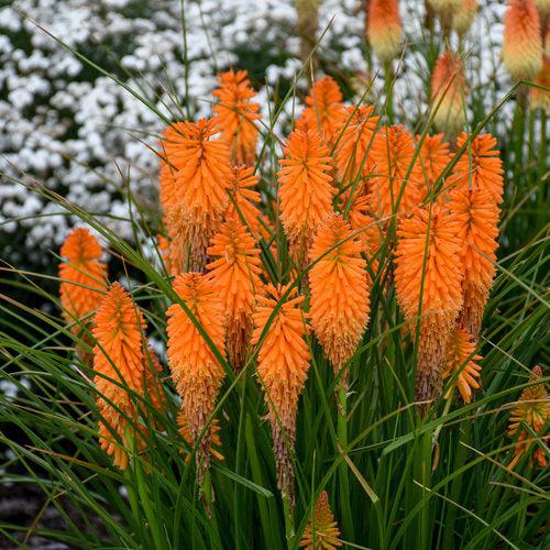 Kniphofia - PW® Pyromania® Blazing Orange Red Hot Poker, Torch Lily