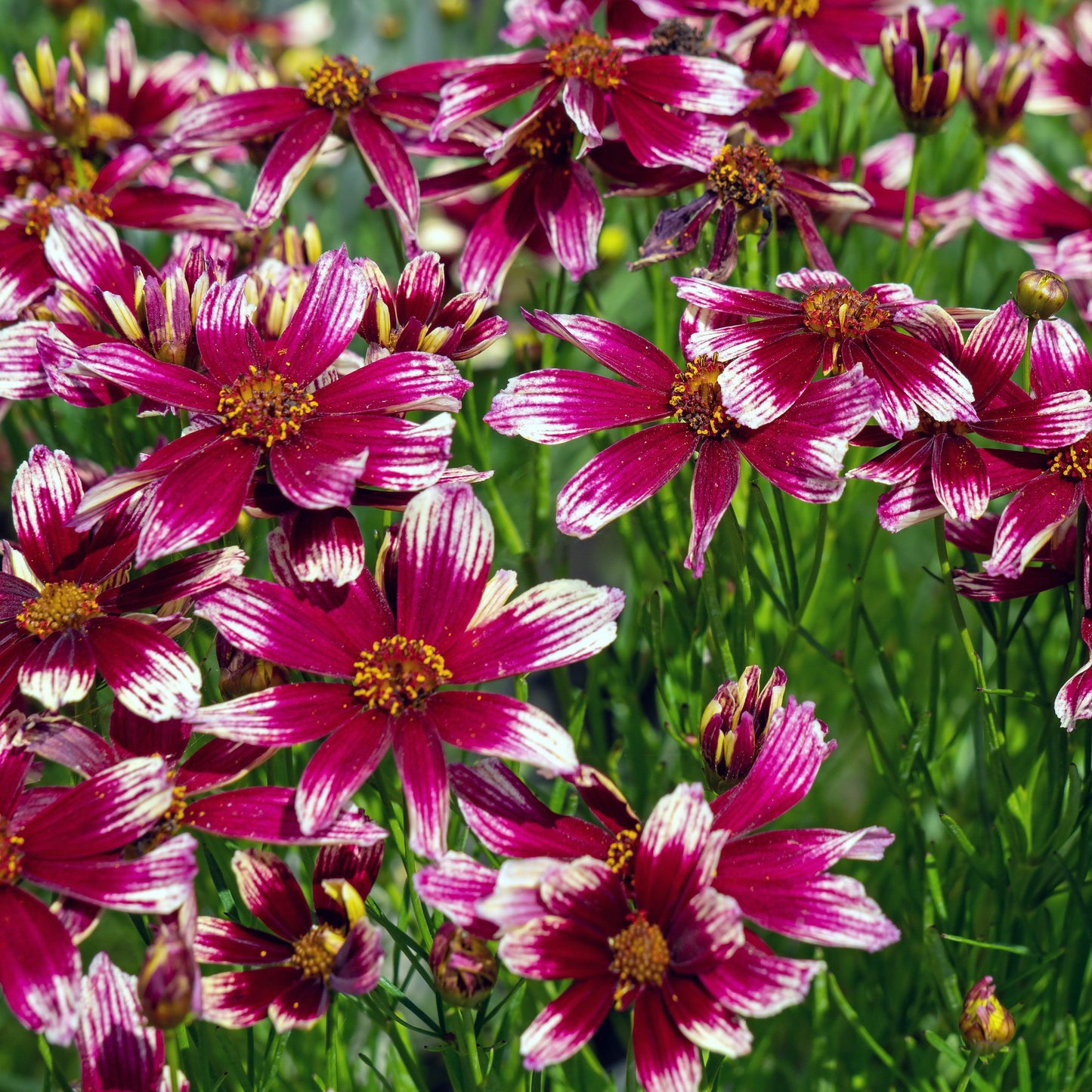 Coreopsis x verticillata - Lil' Bang™ Starstruck Coreopsis