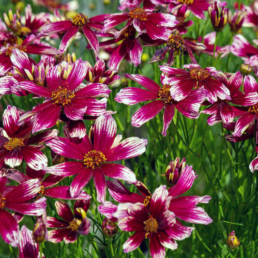 Coreopsis x verticillata - Lil' Bang™ Starstruck Coreopsis