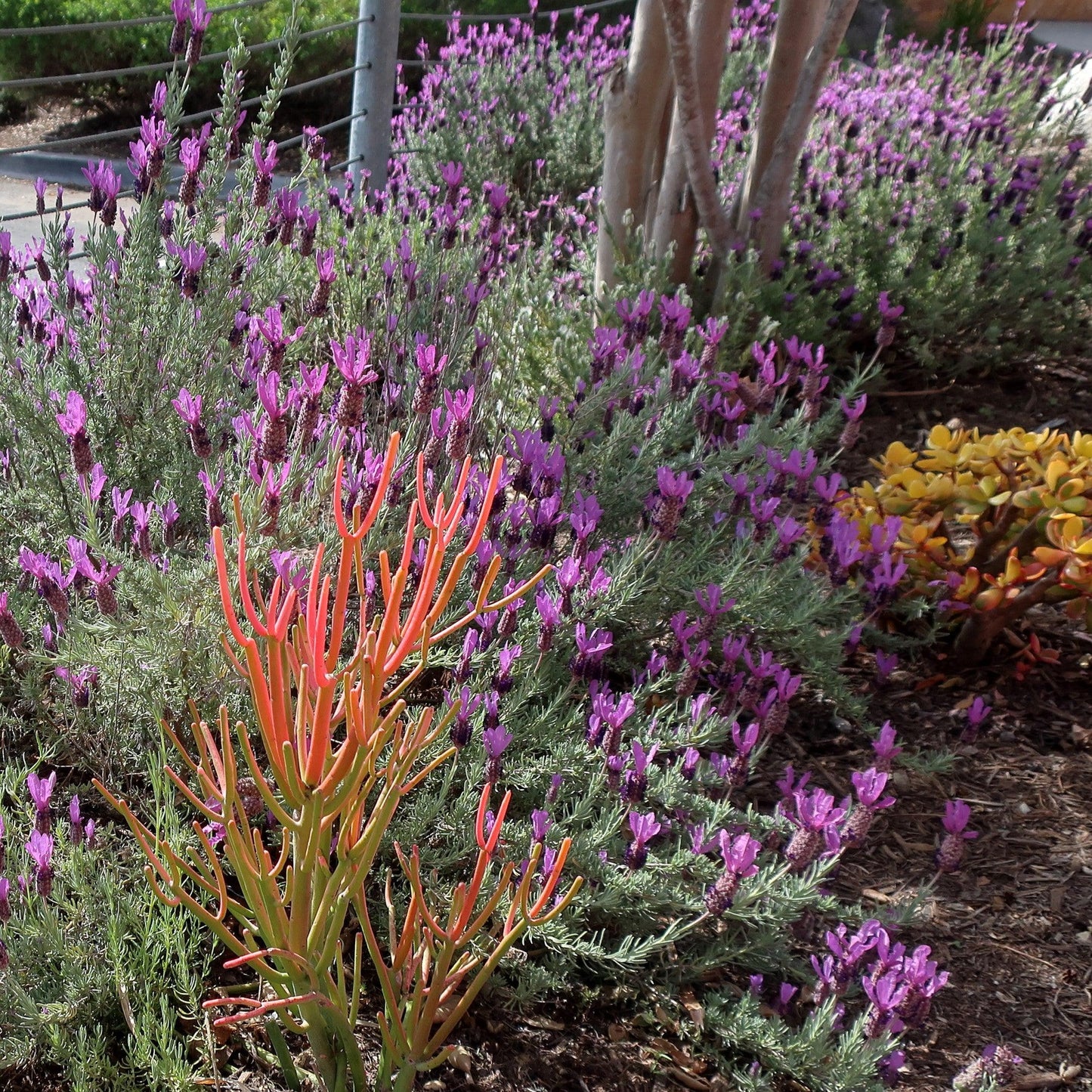 Lavandula stoechas - Primavera Spanish Lavender