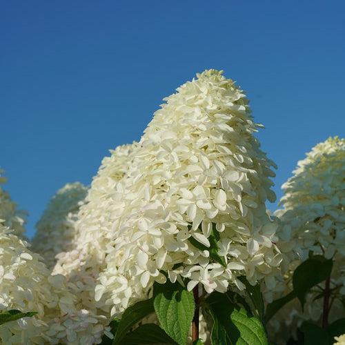 Hydrangea paniculata - Quick Fire Fab® Hydrangea