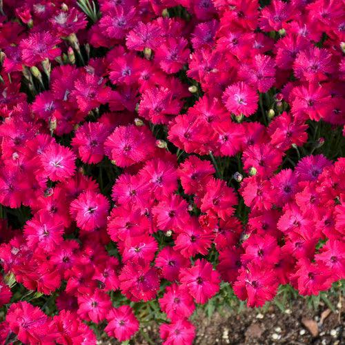 Dianthus - Paint the Town Red Dianthus