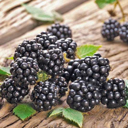 Rubus fruticosus - Chester Thornless Blackberry