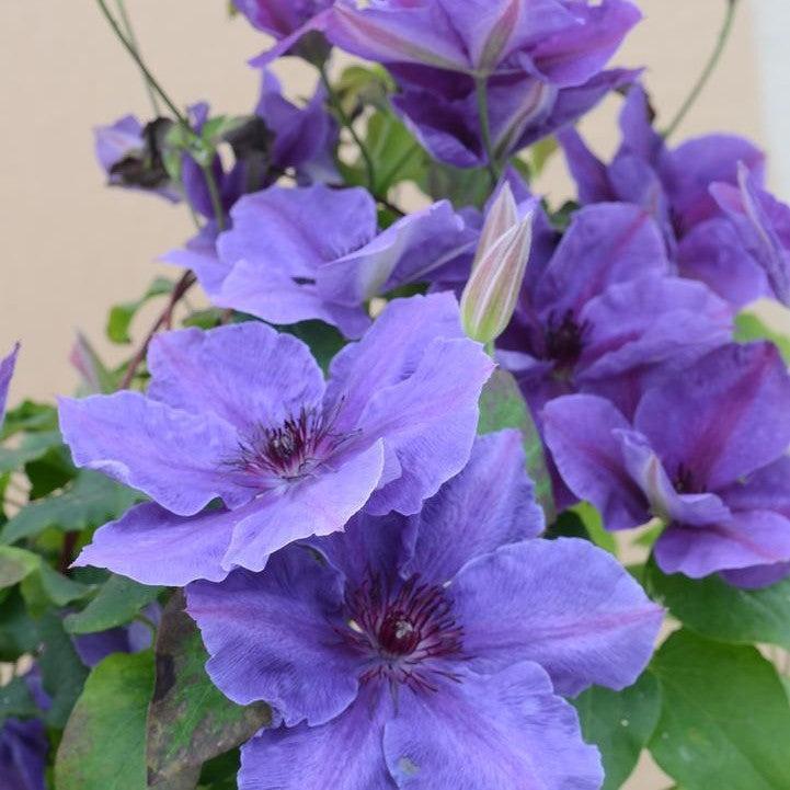 Clematis - Boulevard® Ravel™ Clematis