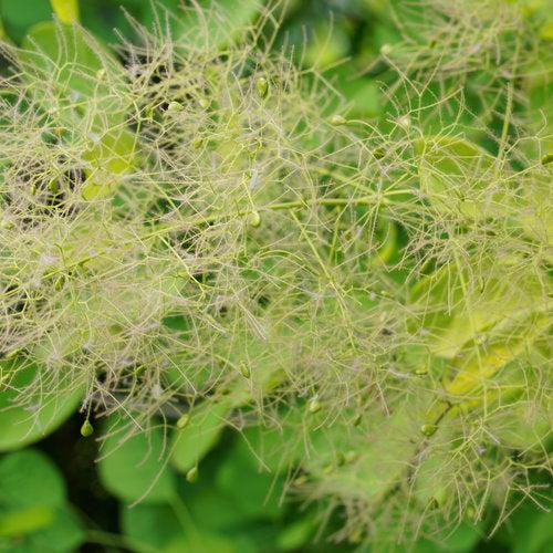 Cotinus coggygria - Winecraft Gold® Smokebush