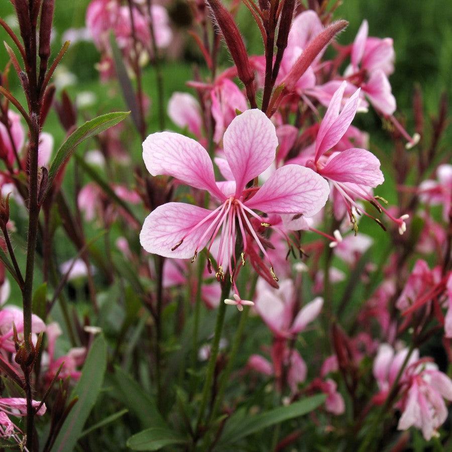 Gaura lindheimeri - Passionate Blush™ Gaura