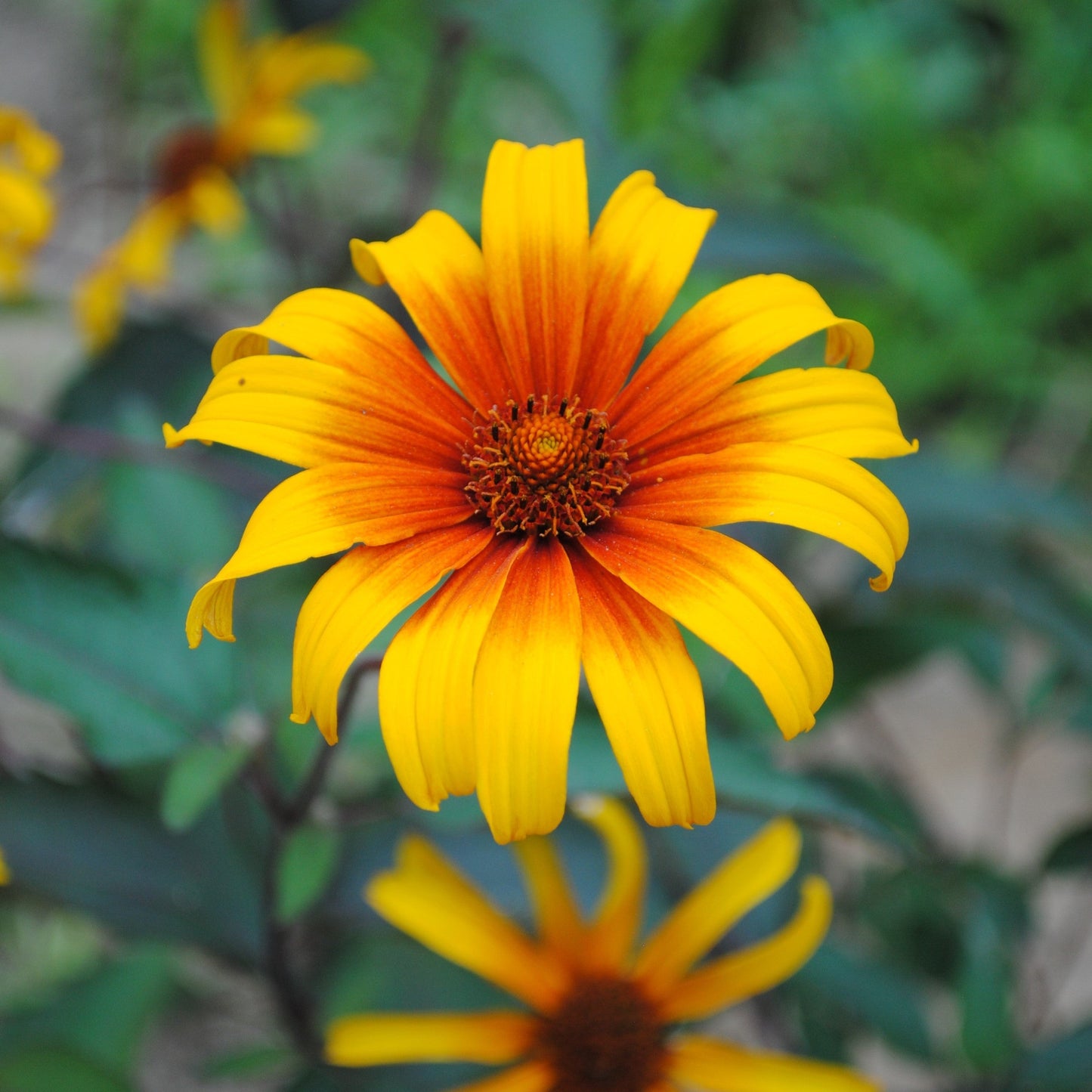 Heliopsis helianthoides var. scabra - Burning Hearts False Sunflower