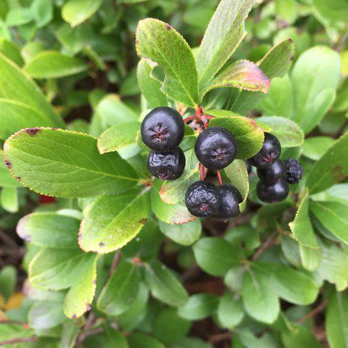 Aronia melanocarpa - PW® Low Scape Mound® Aronia