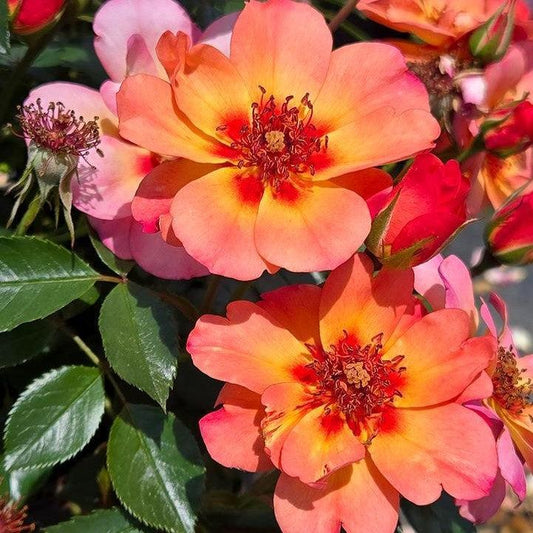 Rosa x - Flower Carpet® Peach Rose