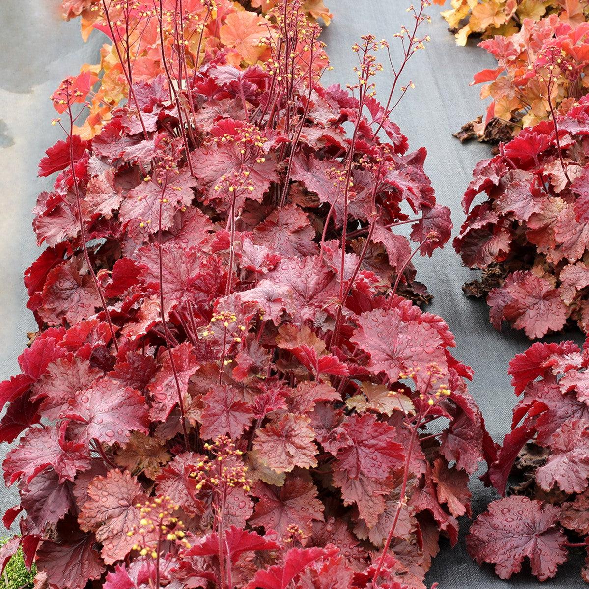 Heuchera x - Northern Exposure™ Red Heuchera